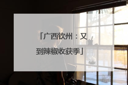 广西钦州：又到辣椒收获季